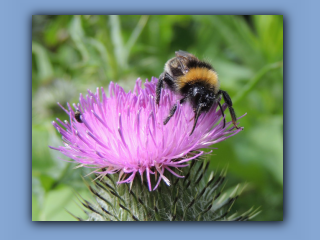 White-tailed Bumblebee. Near Hetton House Wood. 13th July 2023 3.jpg